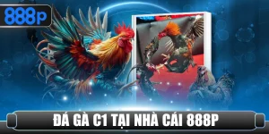 Đá gà c1