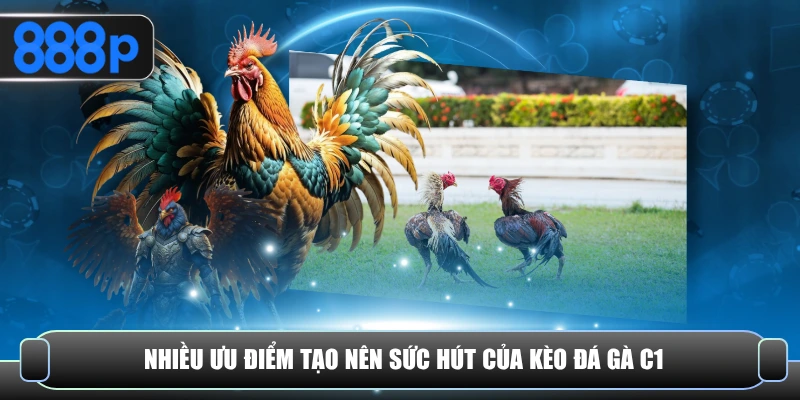 Đá gà C1 được yêu thích nhờ những ưu điểm riêng biệt