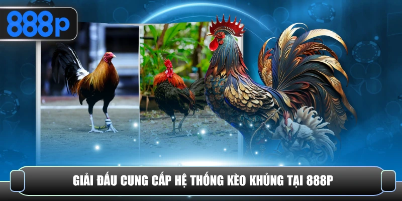 Giải đấu chọi kê uy tín cung cấp kèo cược khủng