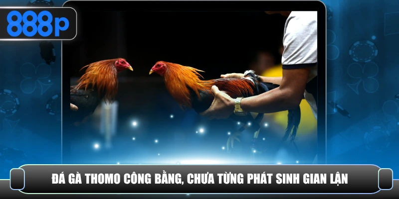Đá gà Thomo công bằng, chưa từng phát sinh gian lận 