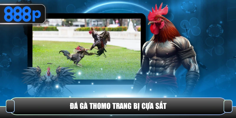 Đá gà Thomo trang bị cựa sắt 