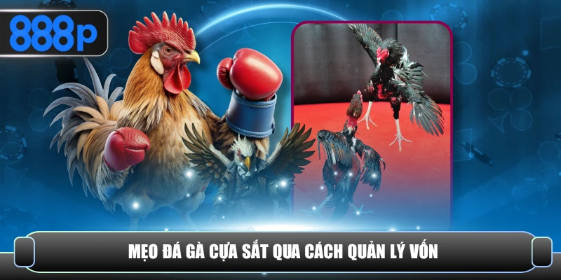 Mẹo đá gà cựa sắt qua cách quản lý vốn