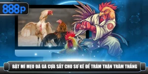 Mẹo đá gà cựa sắt